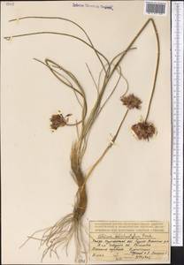Allium dolichomischum Vved., Средняя Азия и Казахстан, Муюнкумы, Прибалхашье и Бетпак-Дала (M9) (Казахстан)