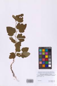 Пузыреплодник калинолистный (L.) Maxim., Восточная Европа, Московская область и Москва (E4a) (Россия)