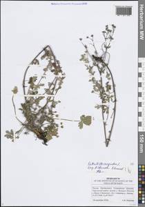 Лапчатка серебристая L., Восточная Европа, Средневолжский район (E8) (Россия)