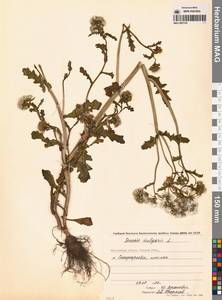 Крестовник обыкновенный L., Сибирь, Чукотка и Камчатка (S7) (Россия)