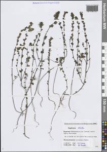 Очанка прямая J.P.Wolff ex J.F.Lehm., Сибирь, Прибайкалье и Забайкалье (S4) (Россия)