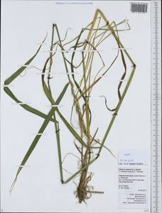 Пырейник ползучий (L.) Gould, Сибирь, Чукотка и Камчатка (S7) (Россия)