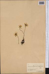 Asteraceae, Сибирь, Чукотка и Камчатка (S7) (Россия)