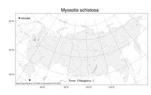 Myosotis schistosa, Незабудка щебнистая A. P. Khokhr., Атлас флоры России (FLORUS) (Россия)