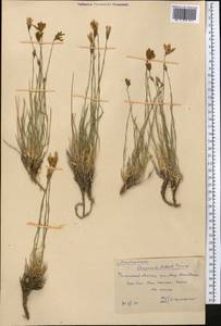 Campanula albertii Trautv., Средняя Азия и Казахстан, Западный Тянь-Шань и Каратау (M3) (Казахстан)