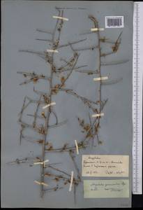 Prunus spinosissima (Bunge) Franch., Средняя Азия и Казахстан, Копетдаг, Бадхыз, Малый и Большой Балхан (M1) (Туркмения)