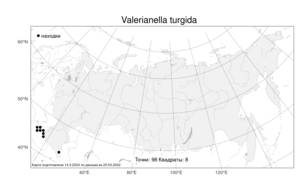 Valerianella turgida, Валерианелла вздутая (Steven) Betcke, Атлас флоры России (FLORUS) (Россия)