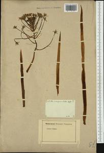 Hyacinthoides hispanica (Mill.) Rothm., Ботанические сады и дендрарии (GARD)