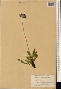 Ломелозия кавказская (M. Bieb.) Greuter & Burdet, Кавказ, Армения (K5) (Армения)