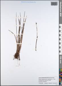 Juncus fauriensis subsp. kamschatcensis (Buch.) Novikov, Сибирь, Дальний Восток (S6) (Россия)