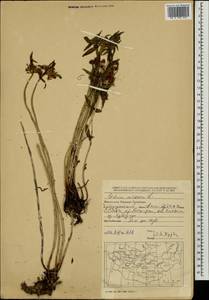 Очиток живучий (L.) 't Hart, Монголия (MONG) (Монголия)