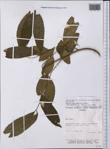 Guarea macrophylla subsp. spicaeflora (A. Juss.) Pennington, Америка (AMER) (Парагвай)