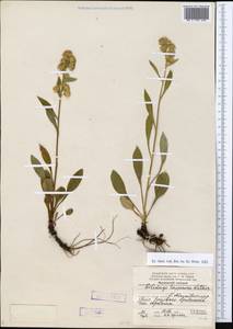 Solidago virgaurea subsp. lapponica (With.) Tzvelev, Восточная Европа, Северный район (E1) (Россия)