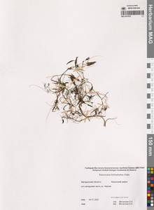 Лютик волосолистный, Шелковник волосолистный Chaix, Сибирь, Чукотка и Камчатка (S7) (Россия)