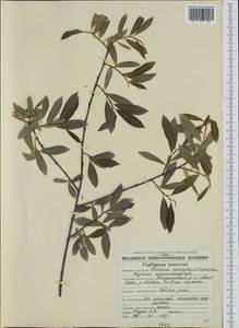 Кореянка земляничниколистная, Чозения (Pall.) A. K. Skvortsov, Сибирь, Чукотка и Камчатка (S7) (Россия)