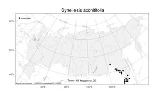 Syneilesis aconitifolia, Синейлезис борцоволистный (Bunge) Maxim., Атлас флоры России (FLORUS) (Россия)