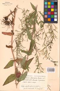 Epilobium adenocaulon × montanum, Восточная Европа, Московская область и Москва (E4a) (Россия)