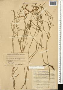 Polygonum setosum subsp. luzuloides (Jaub. & Spach) Leblebici, Кавказ, Армения (K5) (Армения)