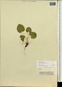 Viola epipsila subsp. repens (Turcz.) W. Becker, Сибирь, Прибайкалье и Забайкалье (S4) (Россия)