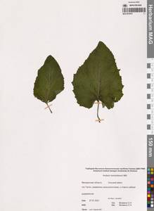 Лопух паутинистый Mill., Сибирь, Чукотка и Камчатка (S7) (Россия)