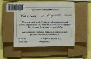 Fissidens bryoides Hedw., Гербарий мохообразных, Мхи - Красноярский край, Тыва и Хакасия (B17) (Россия)