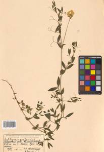 Чина луговая L., Сибирь, Дальний Восток (S6) (Россия)