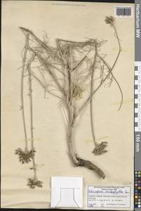 Echinophora trichophylla J. E. Sm., Зарубежная Азия (ASIA) (Турция)