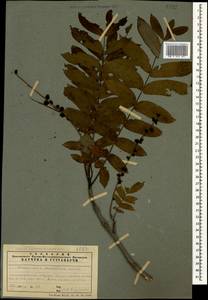 Pterocarya fraxinifolia (Poir.) Spach, Кавказ, Азербайджан (K6) (Азербайджан)