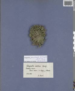 Selaginella graniticola Jie Yang bis & X.C.Zhang, Сибирь, Дальний Восток (S6) (Россия)