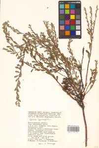 Спирея зверобоелистная, Таволга зверобоелистная L., Восточная Европа, Нижневолжский район (E9) (Россия)