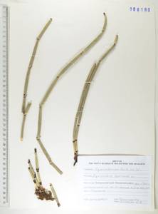 Хвощ зимующий L., Сибирь, Дальний Восток (S6) (Россия)