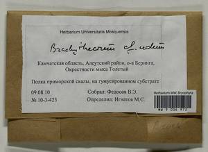 Brachythecium udum I. Hagen, Гербарий мохообразных, Мхи - Чукотка и Камчатка (B21) (Россия)