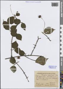 Бересклет сахалинский (F.Schmidt) Maxim., Сибирь, Дальний Восток (S6) (Россия)