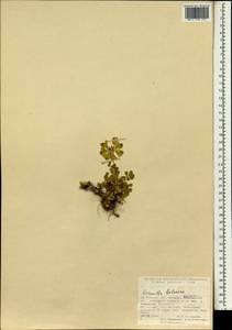 Coronilla orientalis subsp. balansae (Boiss.) Zernov, Зарубежная Азия (ASIA) (Турция)