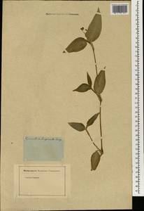 Commelina diffusa Burm.f., Зарубежная Азия (ASIA) (Неизвестно)