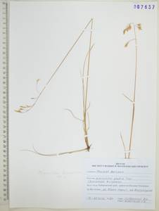 Anthoxanthum glabrum (Trin.) Veldkamp, Сибирь, Дальний Восток (S6) (Россия)