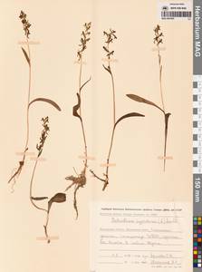 Любка комарниковая (L.f.) Lindl., Сибирь, Чукотка и Камчатка (S7) (Россия)