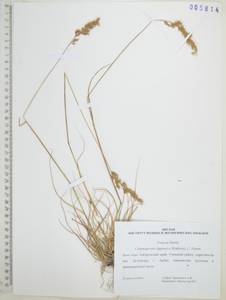 Вейник лапландский (Wahlenb.) Hartm., Сибирь, Дальний Восток (S6) (Россия)