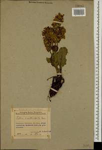 Salvia xanthocheila Boiss. ex Benth., Кавказ, Азербайджан (K6) (Азербайджан)
