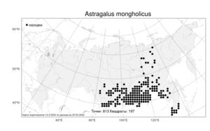 Astragalus mongholicus, Астрагал монгольский Bunge, Атлас флоры России (FLORUS) (Россия)