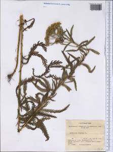 Achillea alpina subsp. alpina, Сибирь, Дальний Восток (S6) (Россия)