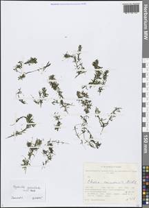 Гидрилла мутовчатая (L.f.) Royle, Сибирь, Западная Сибирь (S1) (Россия)