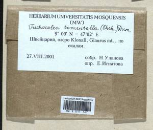 Trichocolea tomentella (Ehrh.) Dumort., Гербарий мохообразных, Мхи - Западная Европа (BEu) (Швейцария)
