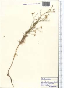 Живокость, Средняя Азия и Казахстан, Памир и Памиро-Алай (M2) (Таджикистан)