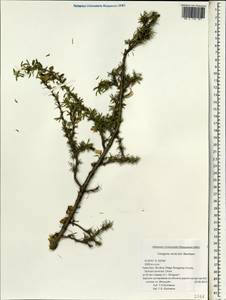 Caragana versicolor Benth., Зарубежная Азия (ASIA) (КНР)