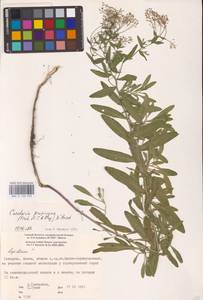 Клоповник алеппский L., Восточная Европа, Белоруссия (E3a) (Белоруссия)