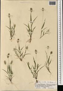 Щетинник зеленый (L.) P.Beauv., Монголия (MONG) (Монголия)