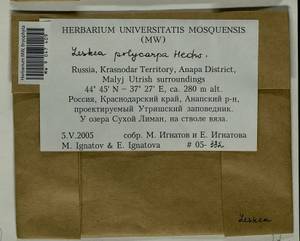 Leskea polycarpa Hedw., Гербарий мохообразных, Мхи - Северный Кавказ и Предкавказье (B12) (Россия)