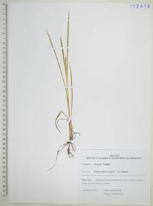 Ежовник обыкновенный, Куриное просо (L.) P.Beauv., Сибирь, Дальний Восток (S6) (Россия)