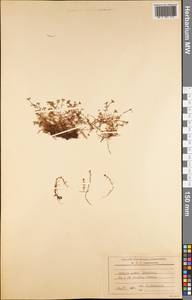 Magnoliopsida, Америка (AMER) (Южная Георгия и Южные Сандвичевы Острова)